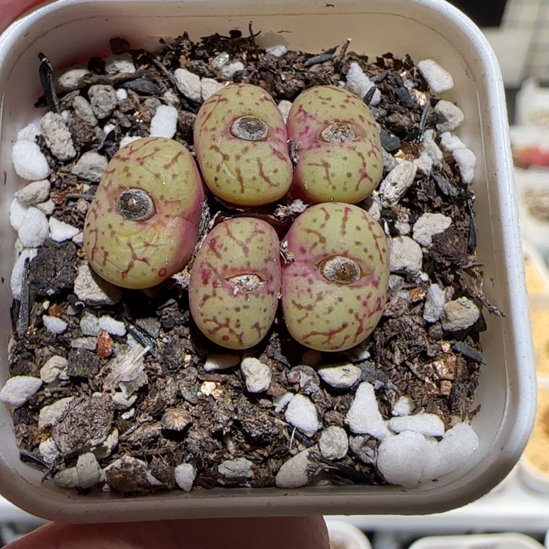 肉锥多肉植物百科-1206