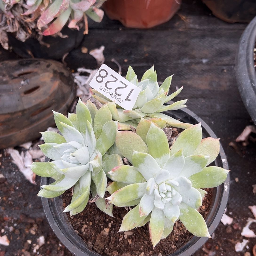 阿金尼仙女杯多肉。