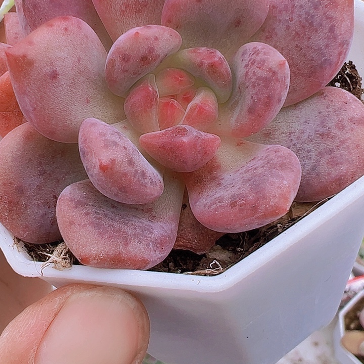 爱丽儿19包邮多肉植物