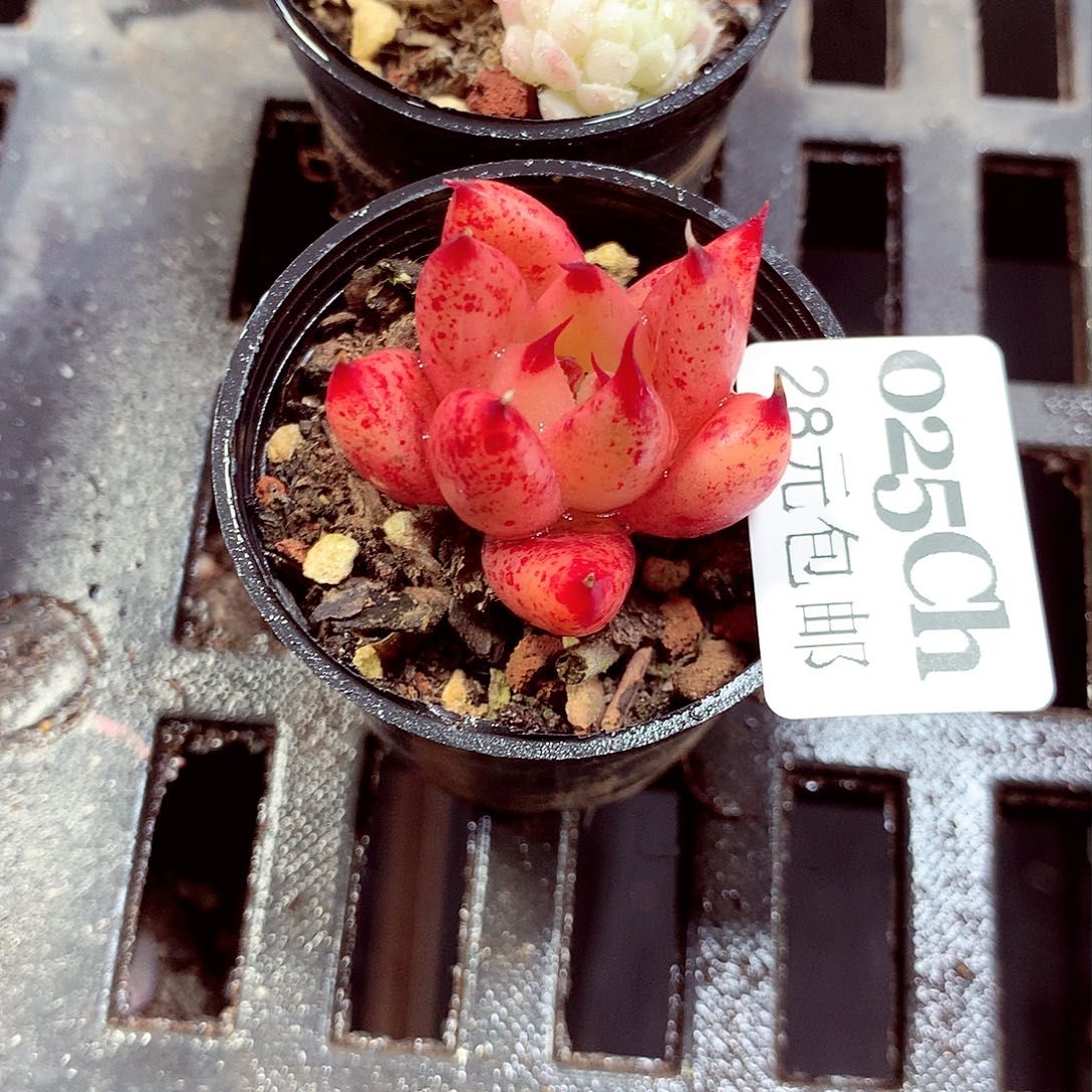 5厘米盆精控多肉025