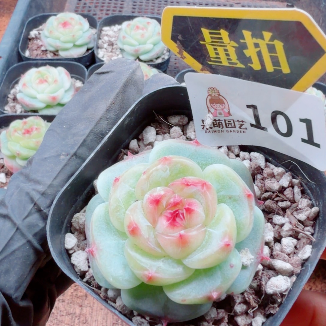 多肉植物多肉植物