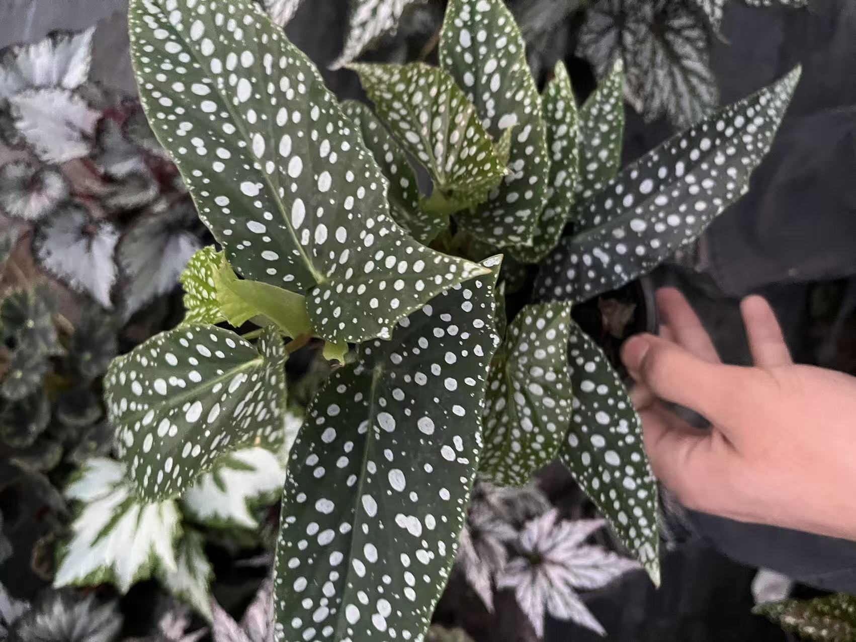 【竹节类秋海棠】   轻微叶损不包售后