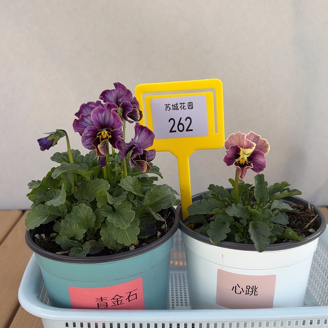 大部分开放少量花苞262