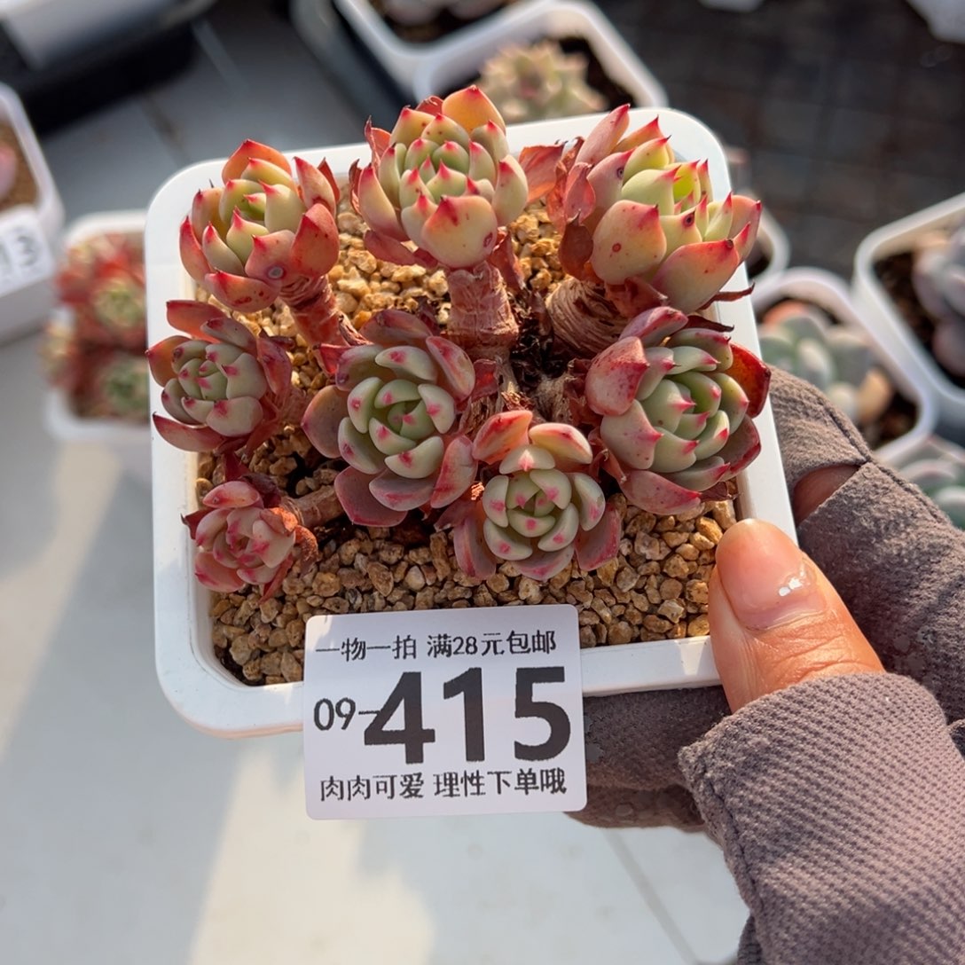 娜娜小勾多肉多肉多肉多肉多肉