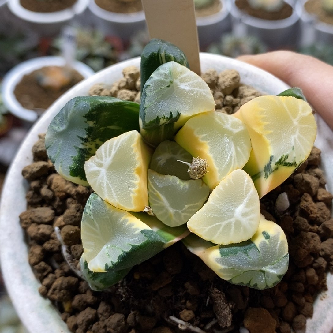 74霸王万象哈哈哈哈