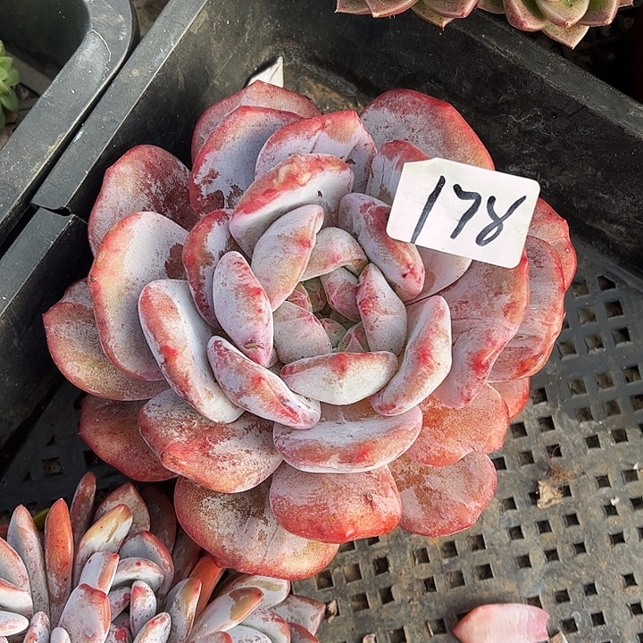 石榴籽星影石化锦