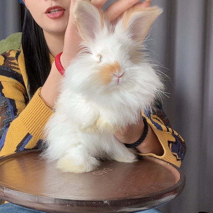 英系安哥拉兔99福利款