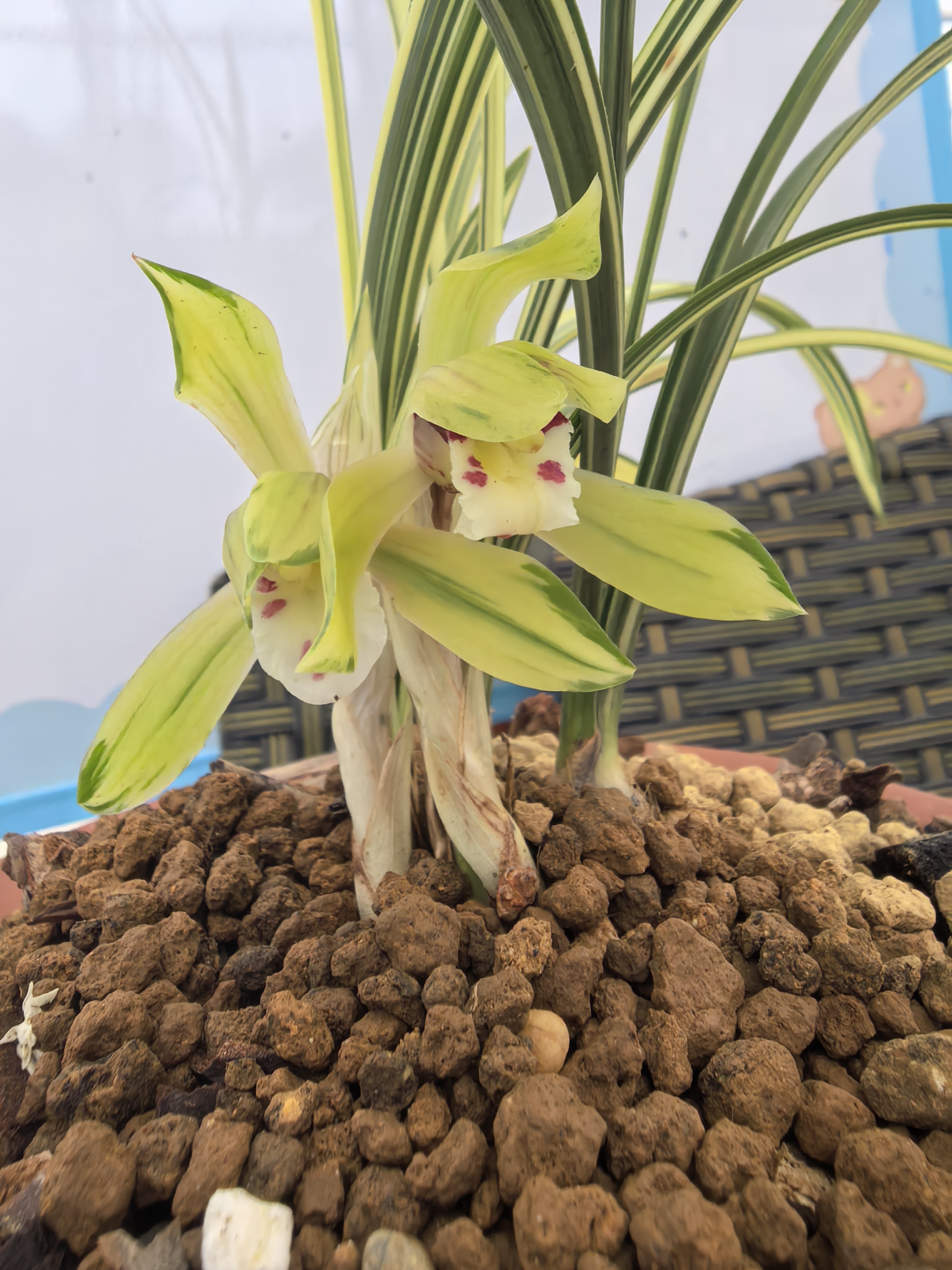 春兰花艺双全型好兰花花卉白色兰花盆栽兰草盆栽盆景