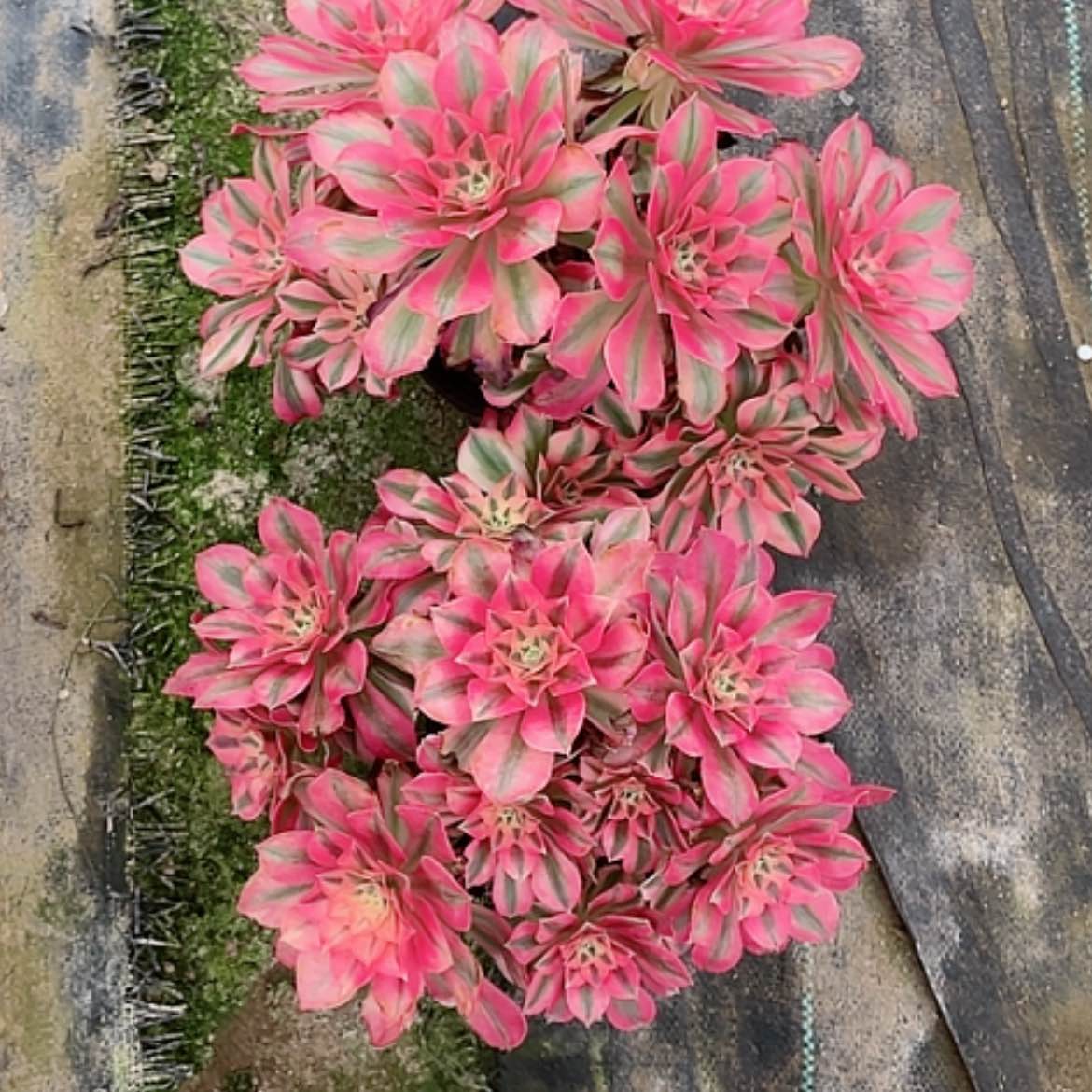 【闪购商品】人*法师好看也好养不包损