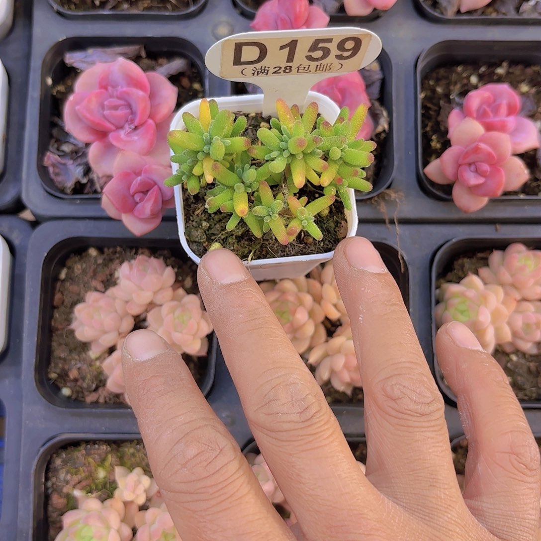 木*D159糖球一物一拍