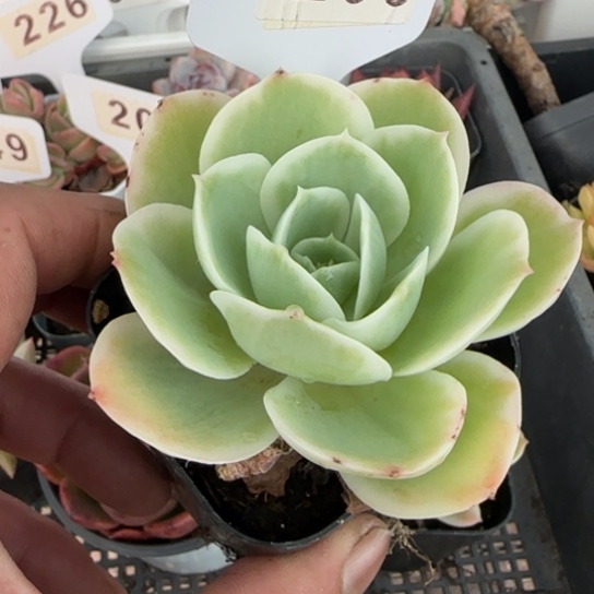 阿*208柠檬玫瑰锦一物一拍多肉