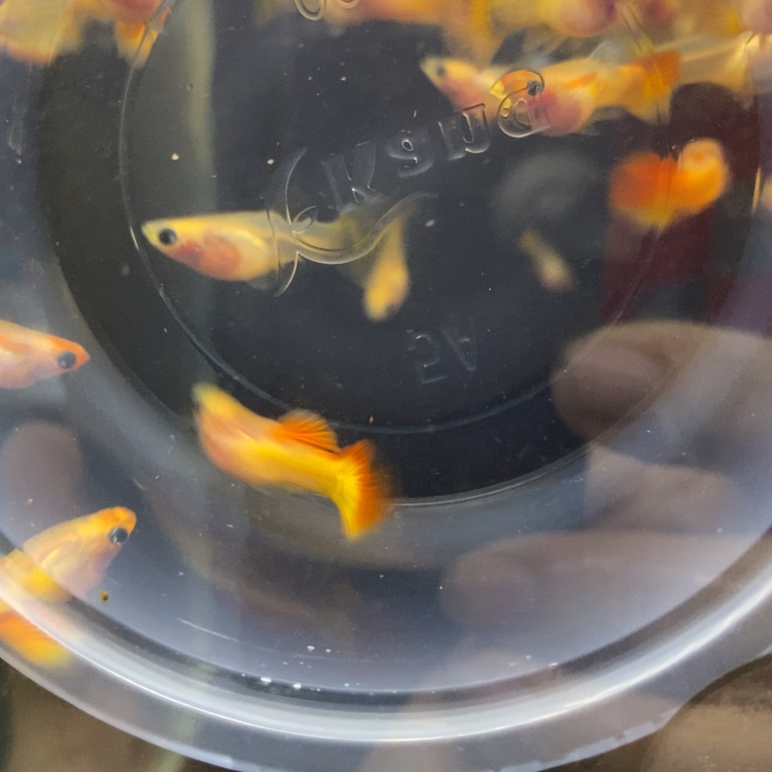 娜***娜孔雀鱼皇家落日玻璃猫一对