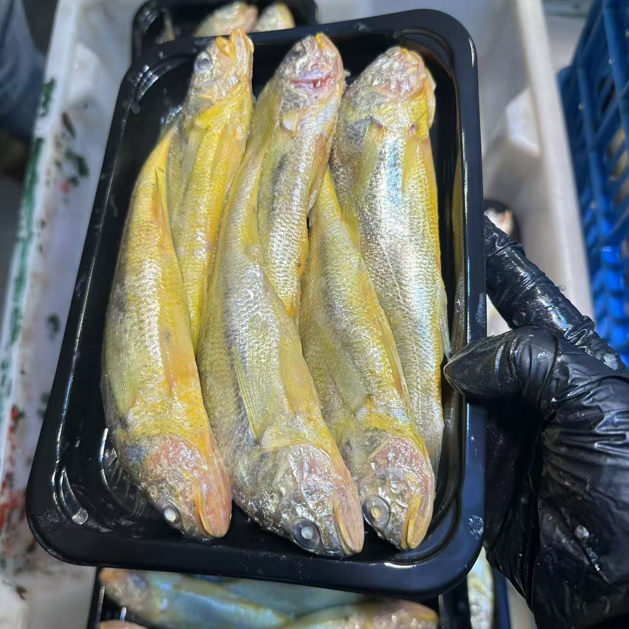 舟山野生小黄鱼（3斤装）