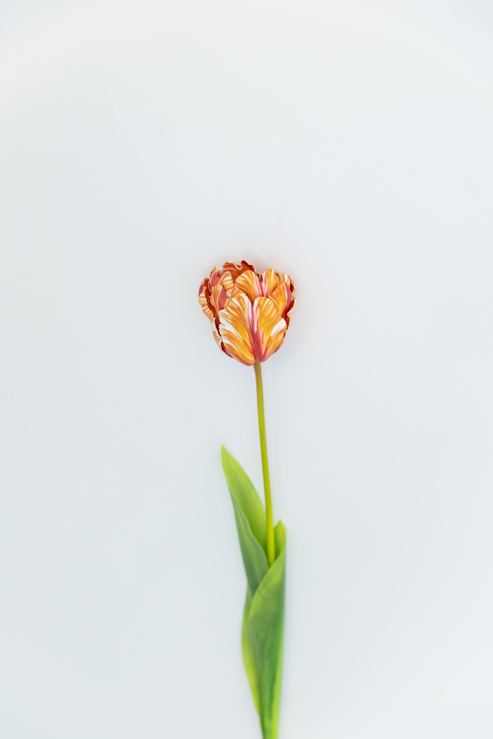 重瓣郁金香-A级稀有混色郁金香适合室内装饰美观花卉