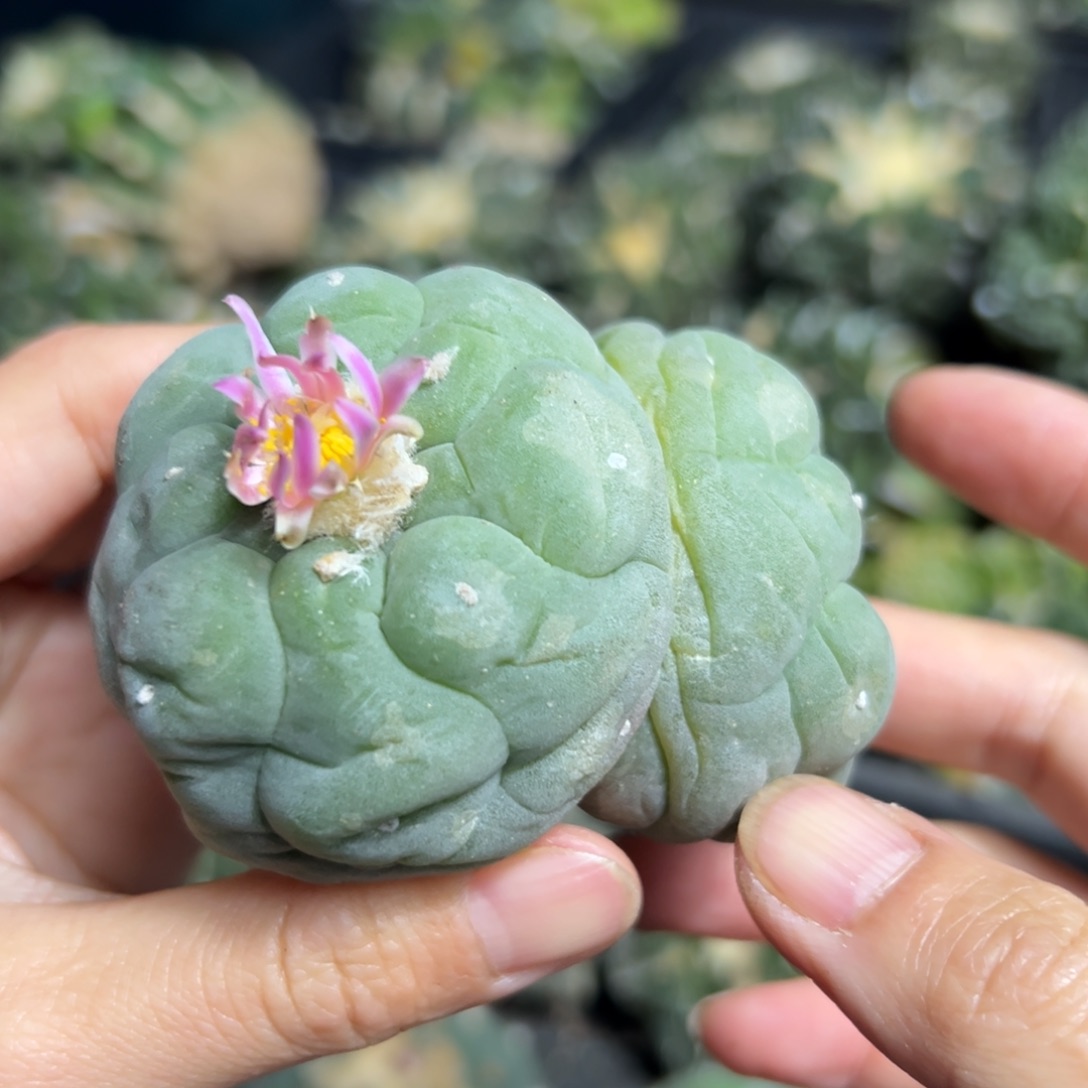 329脱土带根发货