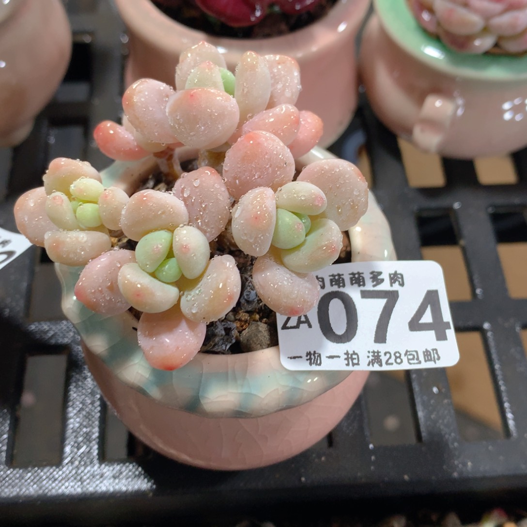 肉萌萌拇指盆精控多肉ZA074
