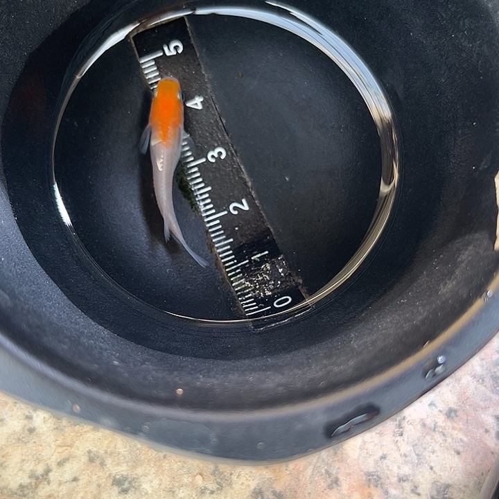 青鳉鱼丹顶红白1尾