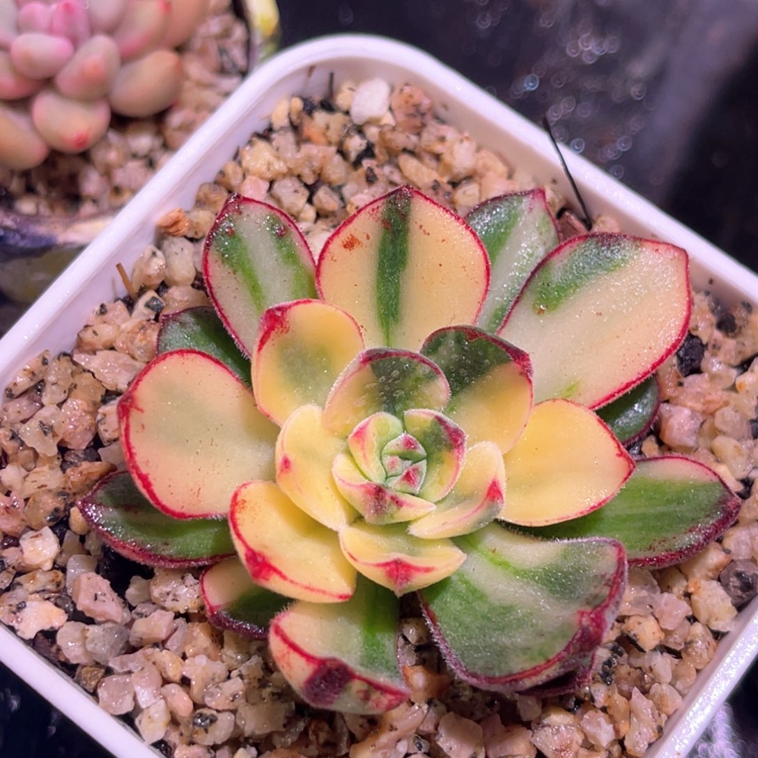 多肉特价丹尼尔锦