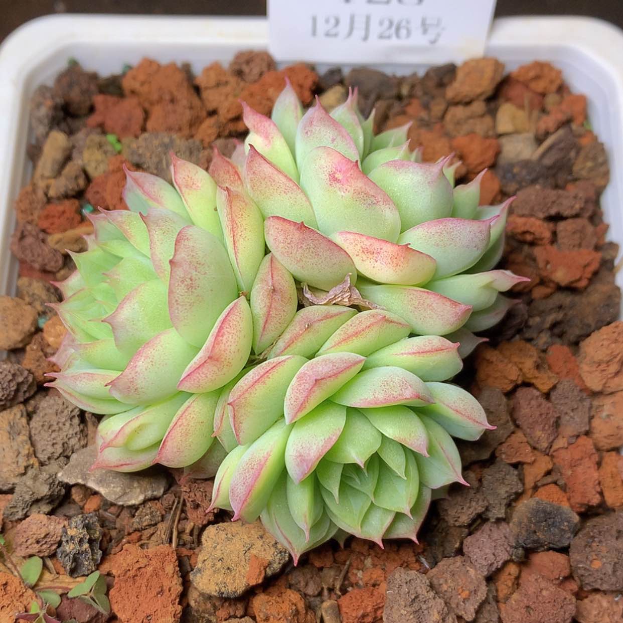 【闪购商品】云128号女王