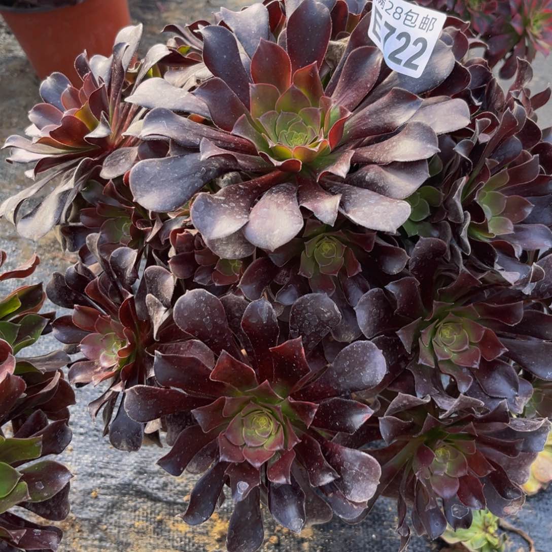 722多肉植物一物一拍