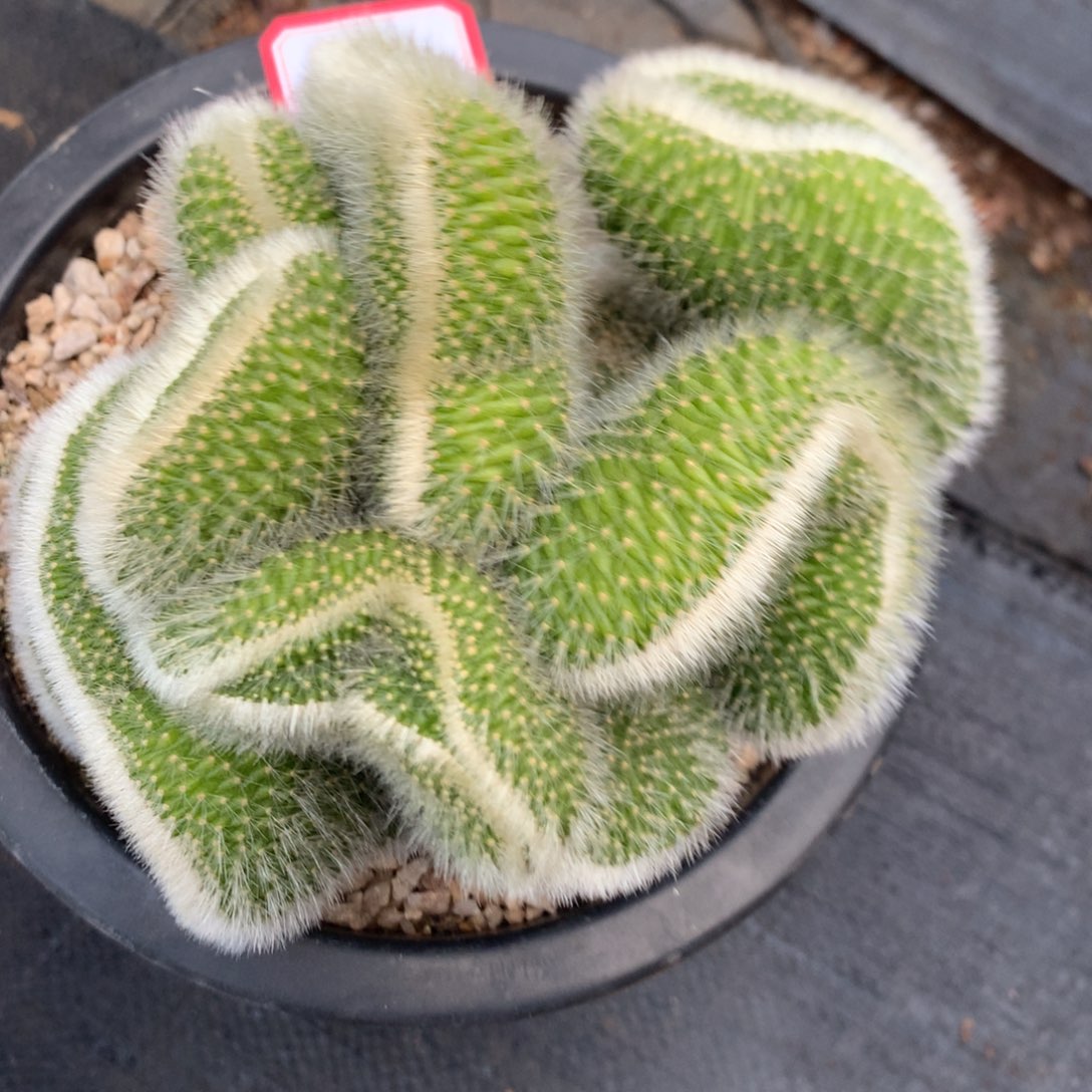 天****九尾狐缀0000000000