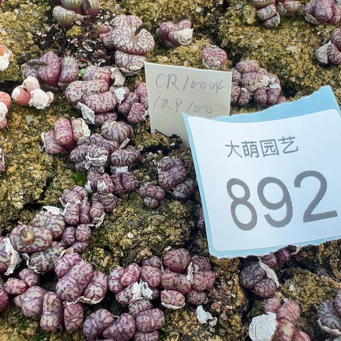 0000892量拍CR1004红宝石安贞3颗每颗不低于3个头