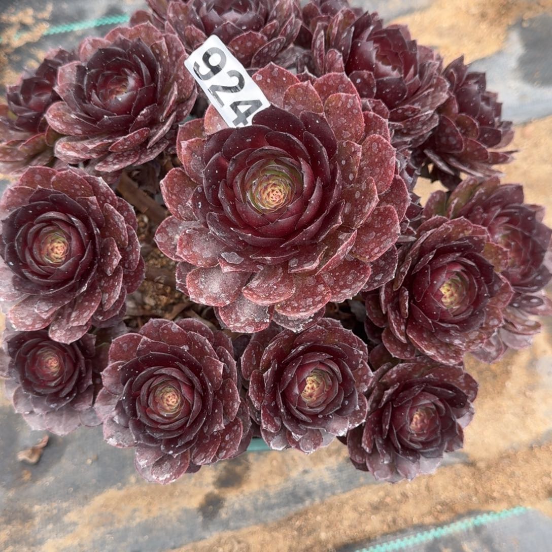 我**家924黑寡妇多肉植物