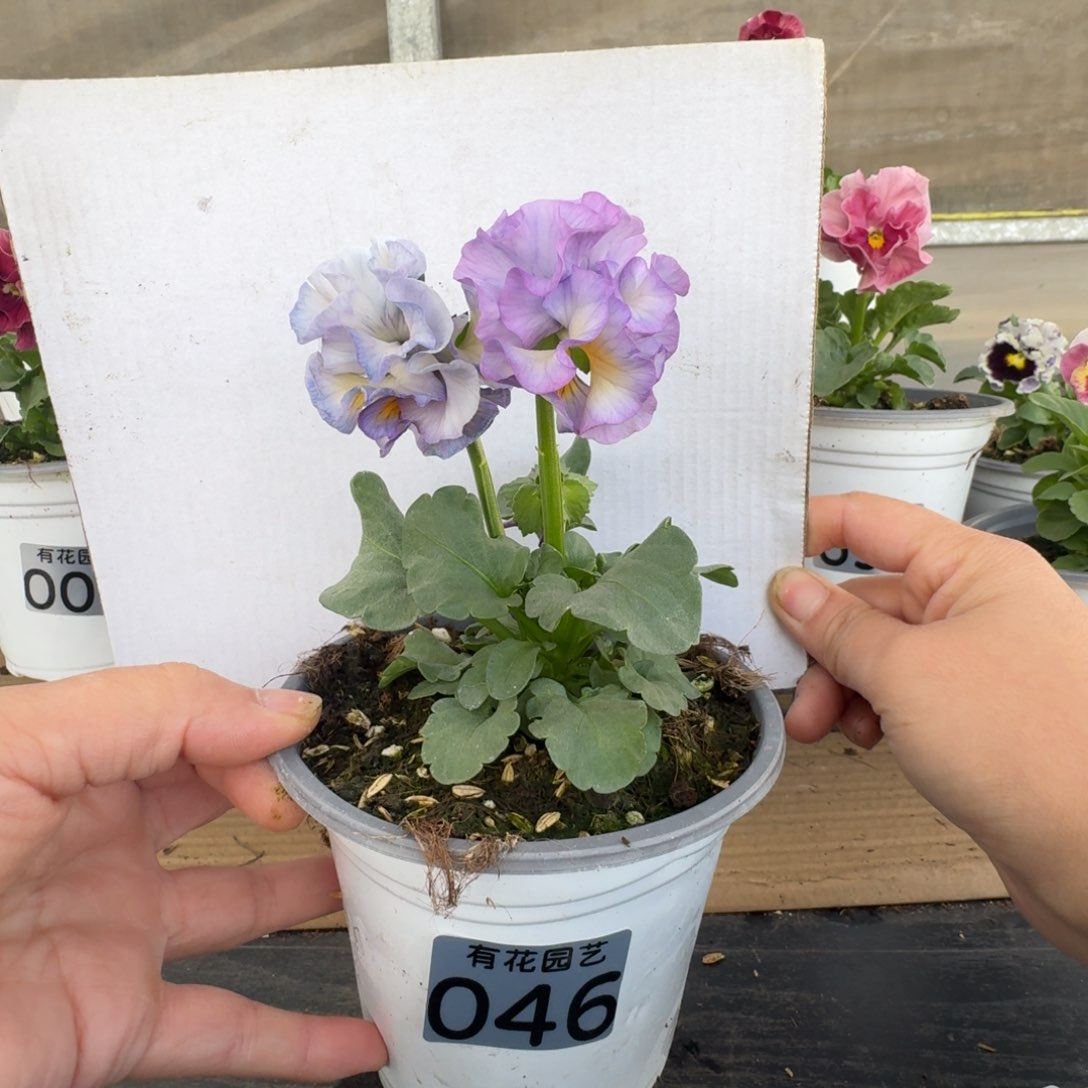 无花朵046号角堇