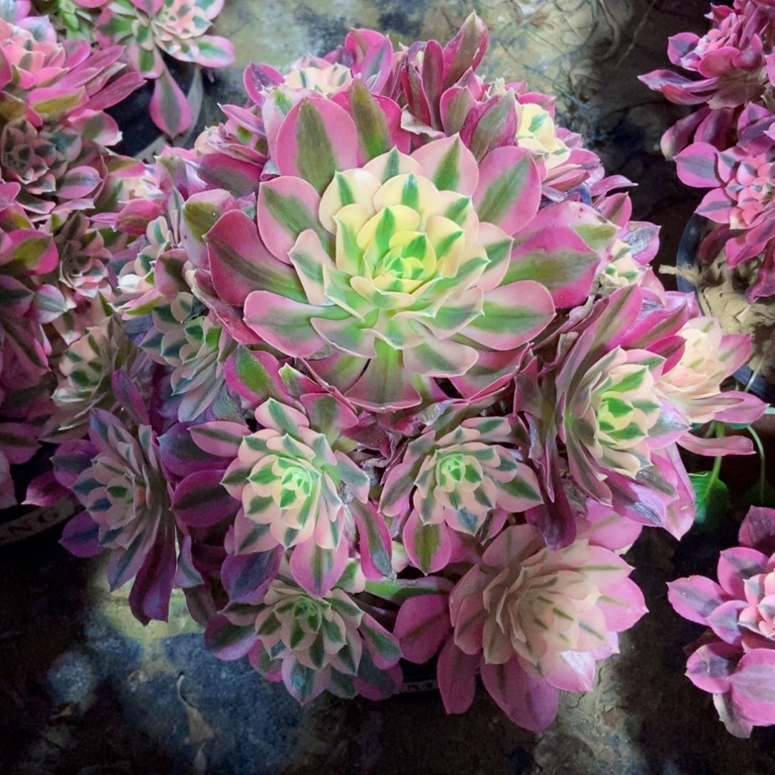 多肉植物法师粉女巫1
