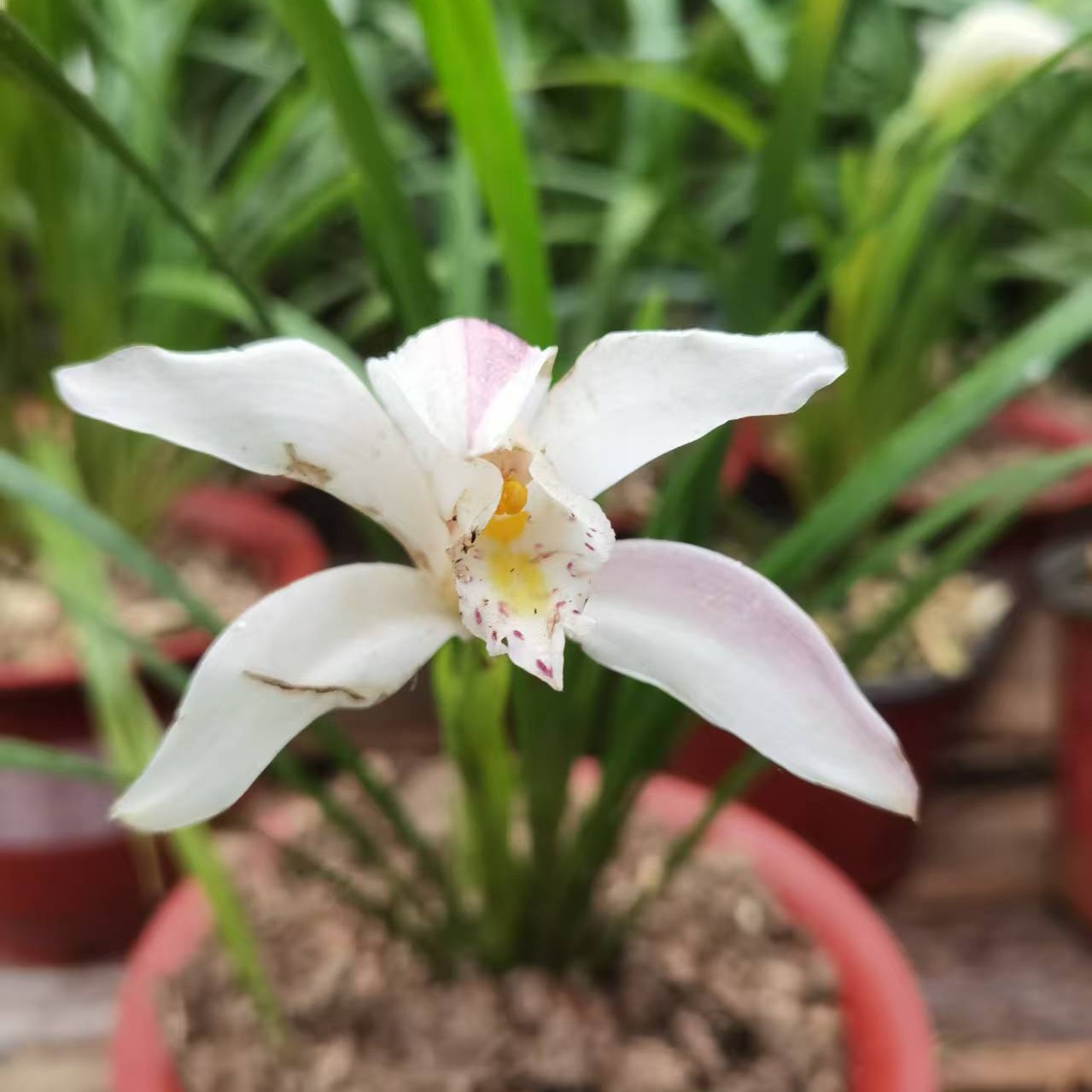 独占春双飞燕 花大清香春季开花勤芽中型植株勤芽容易上花