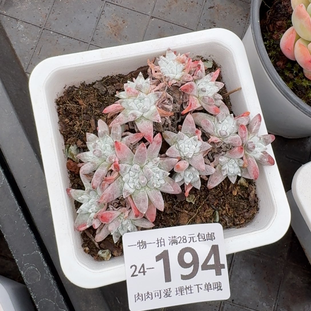 白菊无盆土发货无盆