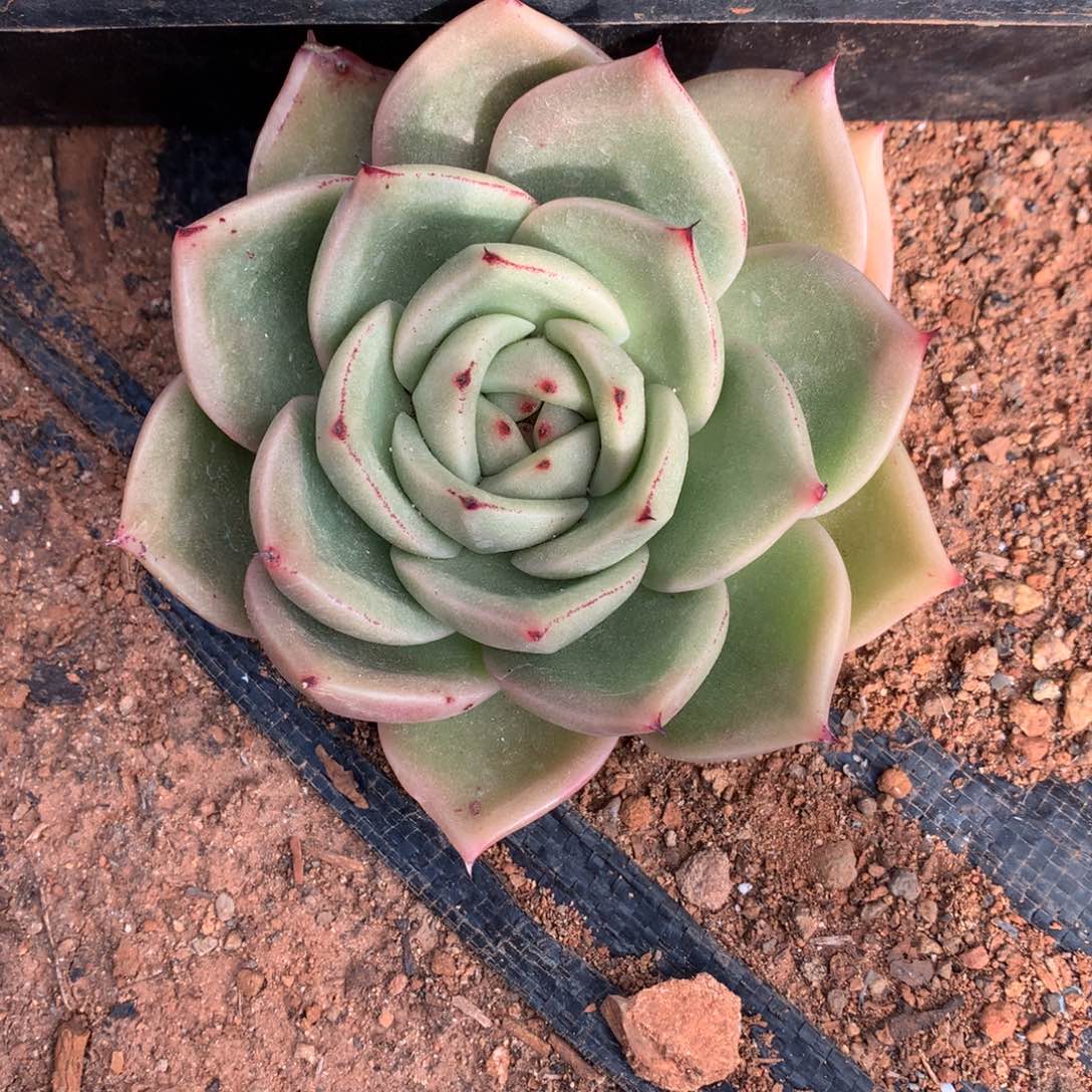 群生断枝不包售后