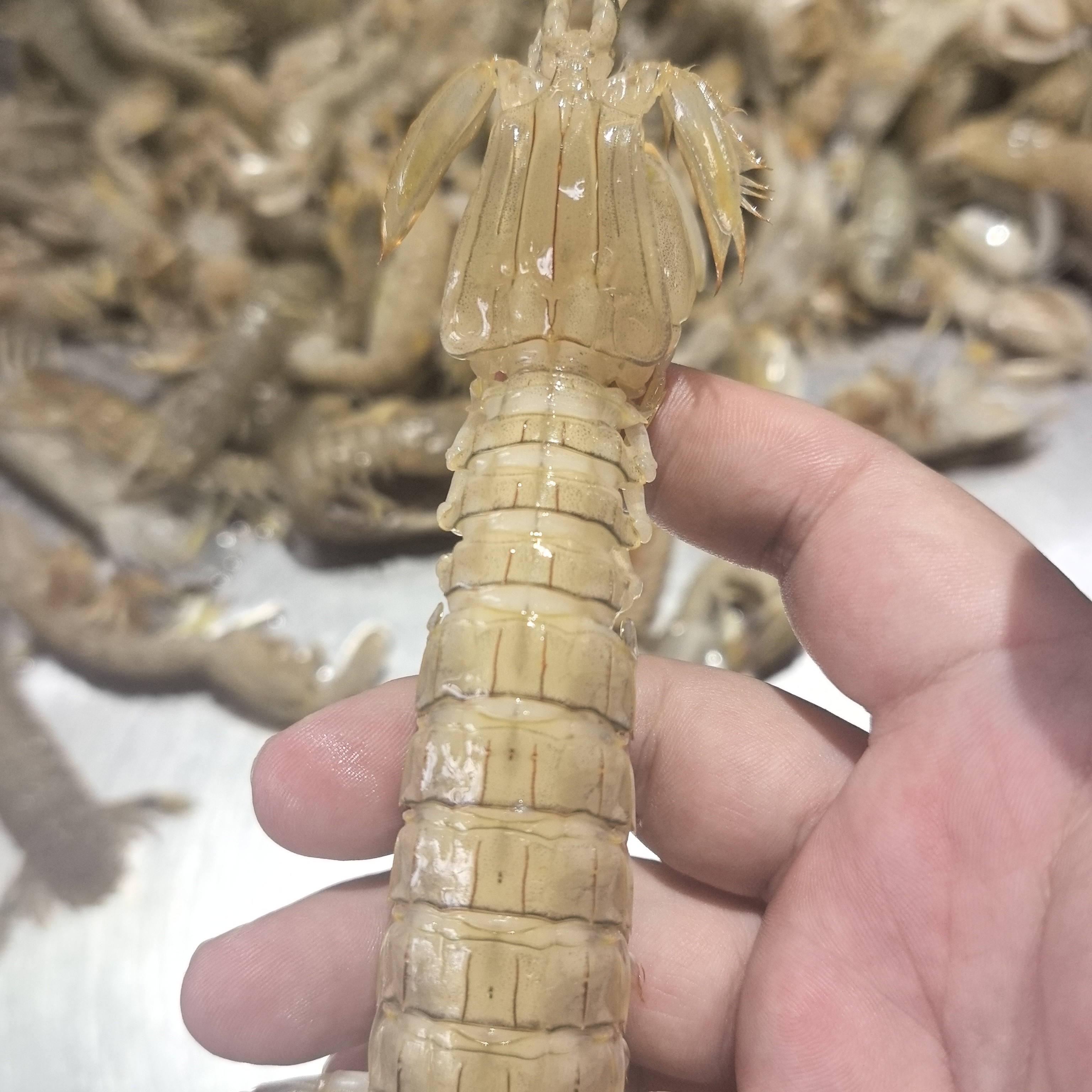 虾爬子皮皮虾渤海冷水虾爬子