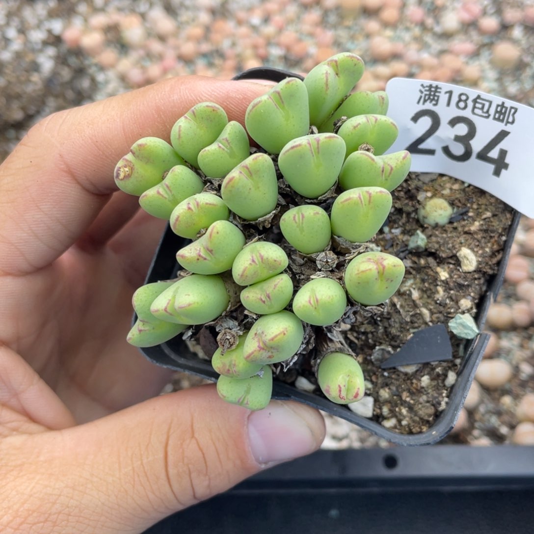 红陶000000000000000234