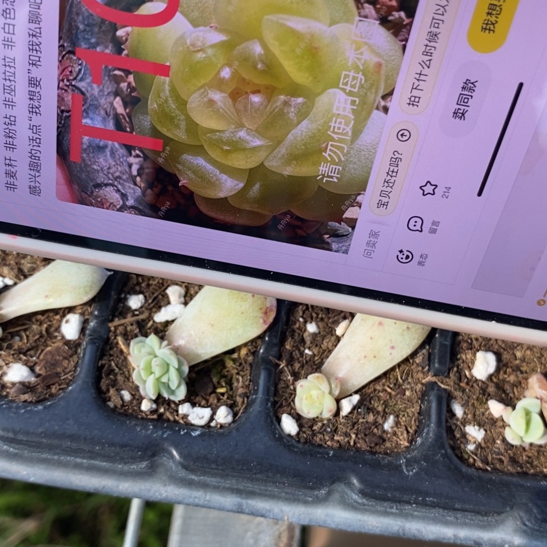 黄甜心t10芽苗3个