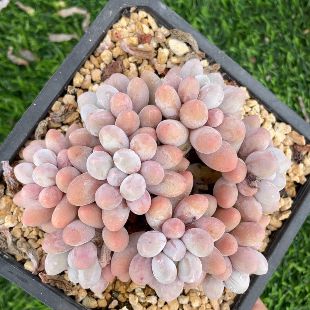 汤圆平头多肉植物