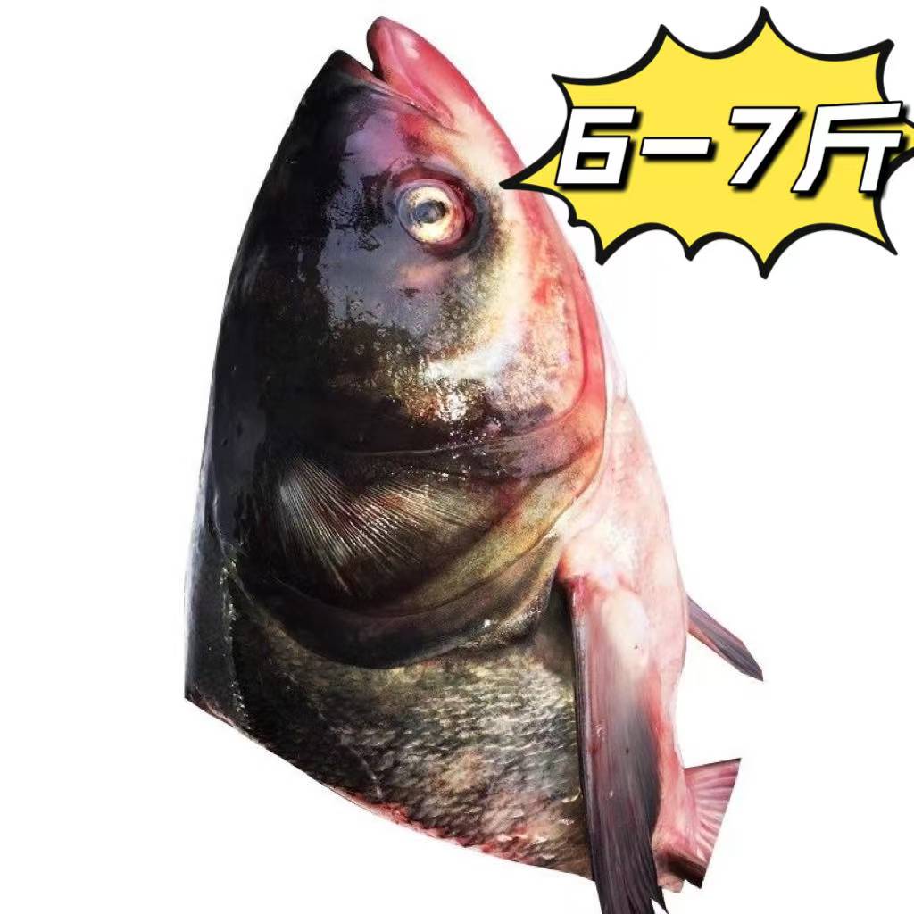 东北花鲢鱼头6-7斤一个去腮净重发货