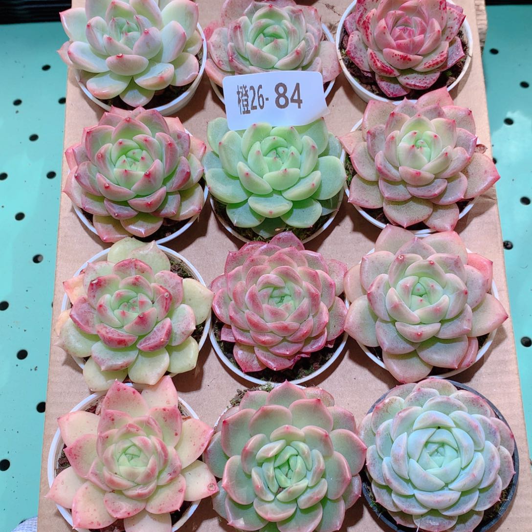 26-84一物一拍多肉带盆18颗