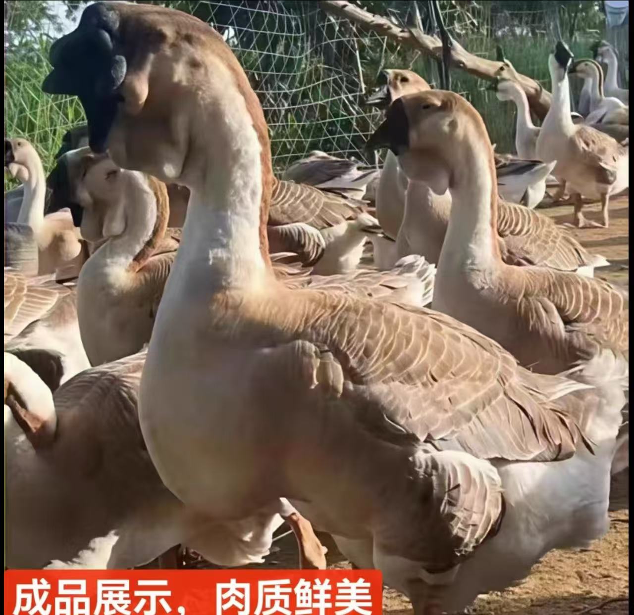 顺丰包邮生鲜大种狮头鹅肉肉质鲜美