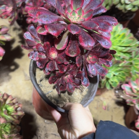 香奈儿9.9多肉植物