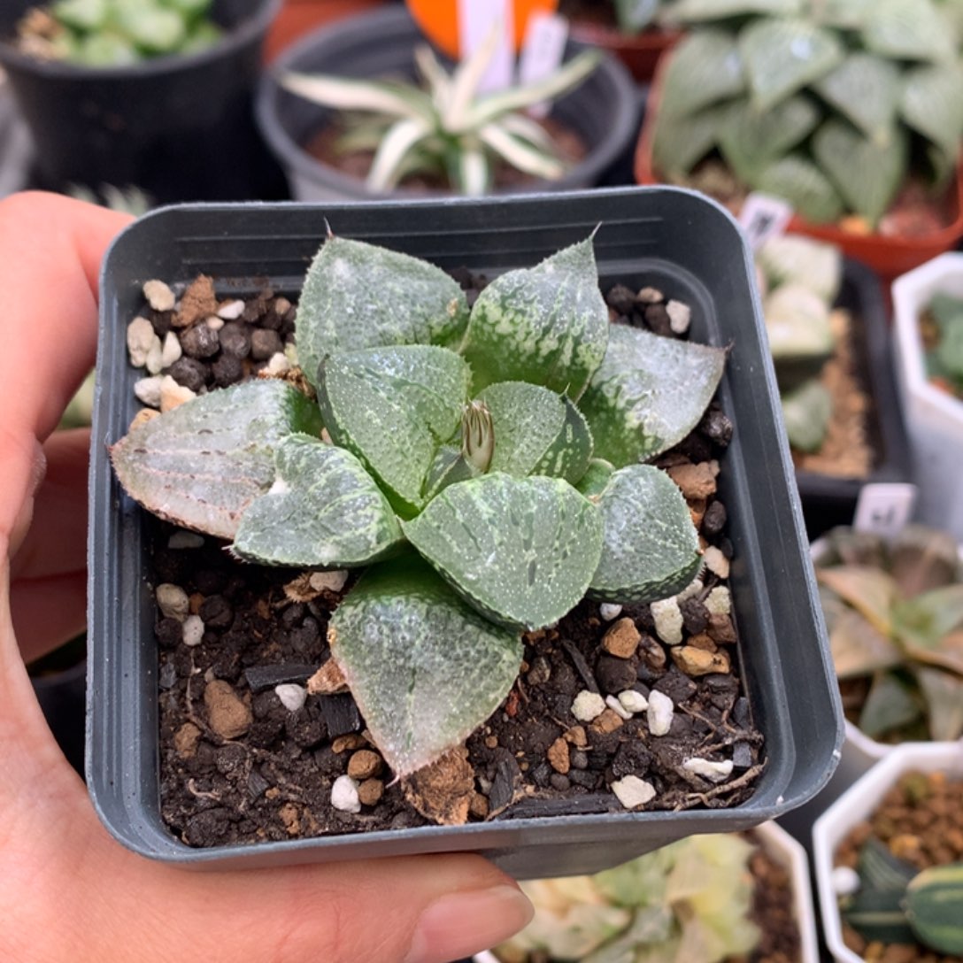 山***意实生寿，带盆土发货了