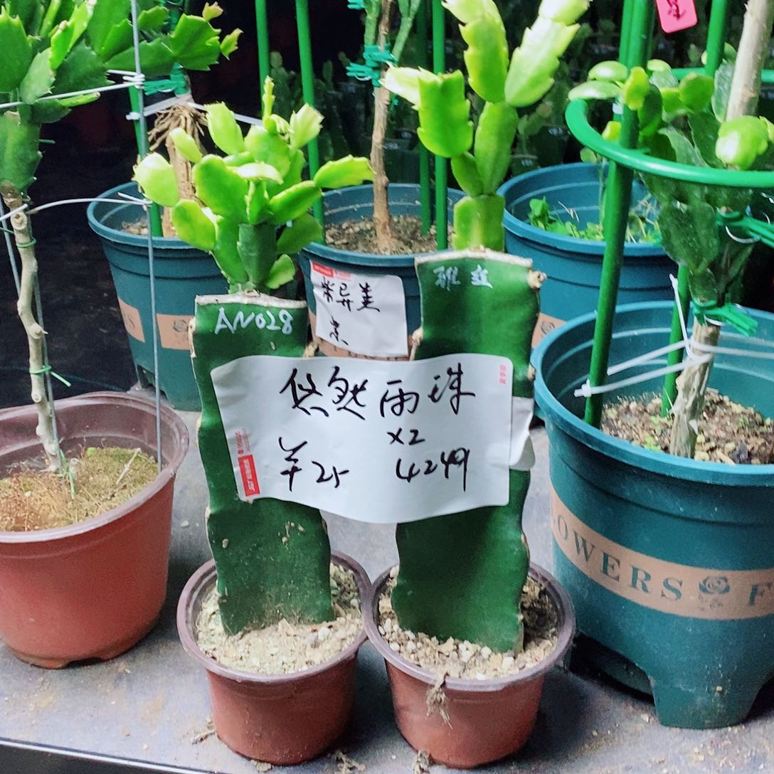 悠***珠无花朵028➕雅思蟹爪兰福利