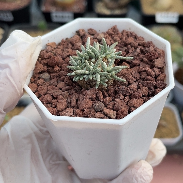 249韧锦块根植物，