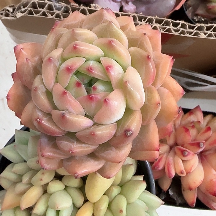 青蛙王子儿童牙膏111