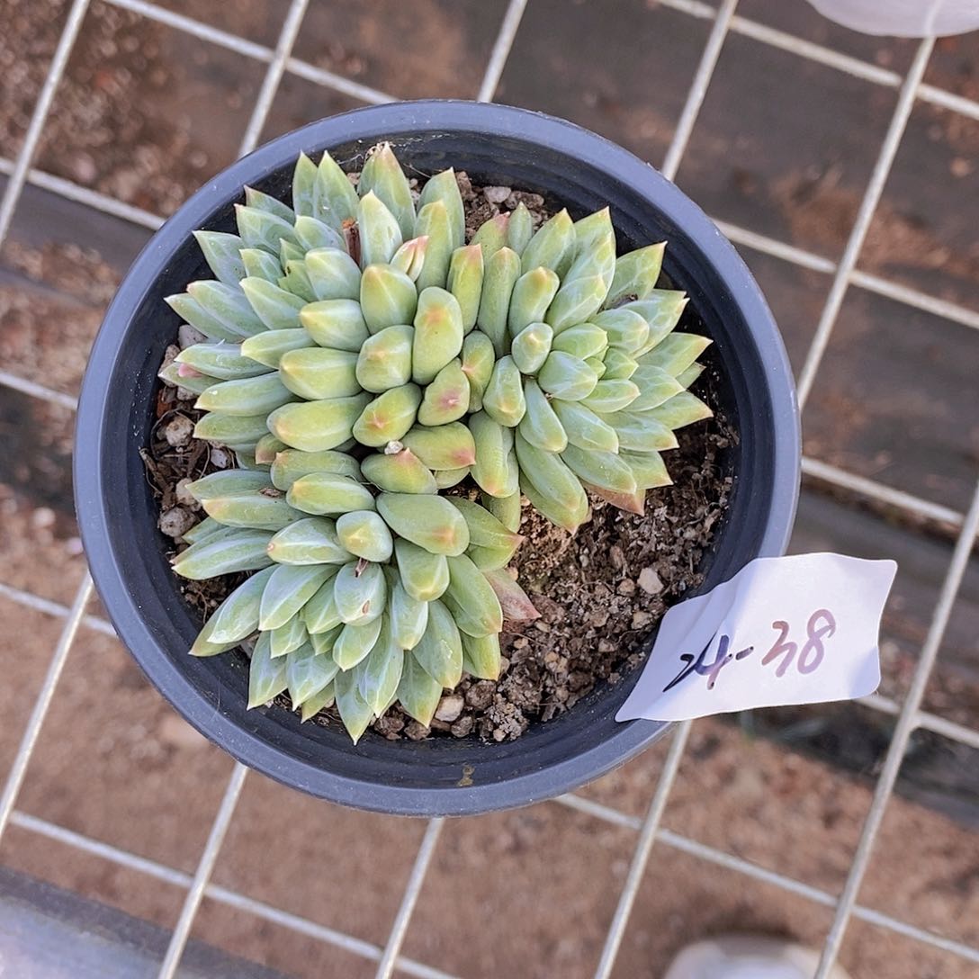 24-38- 一物一拍 青花瓷群一颗