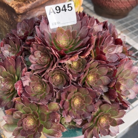 945红魔多肉22厘米左右