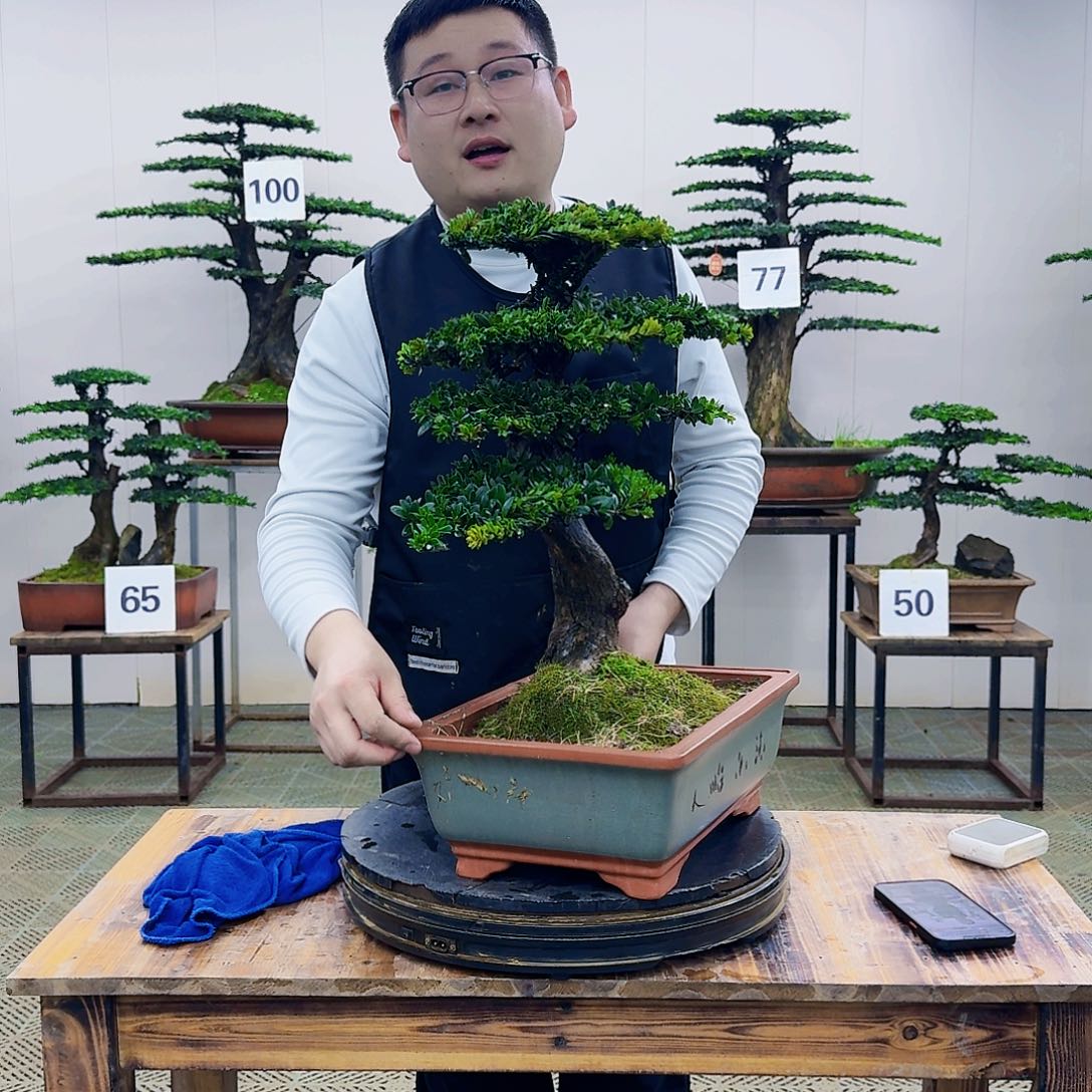 盆景罗汉松造型盆景