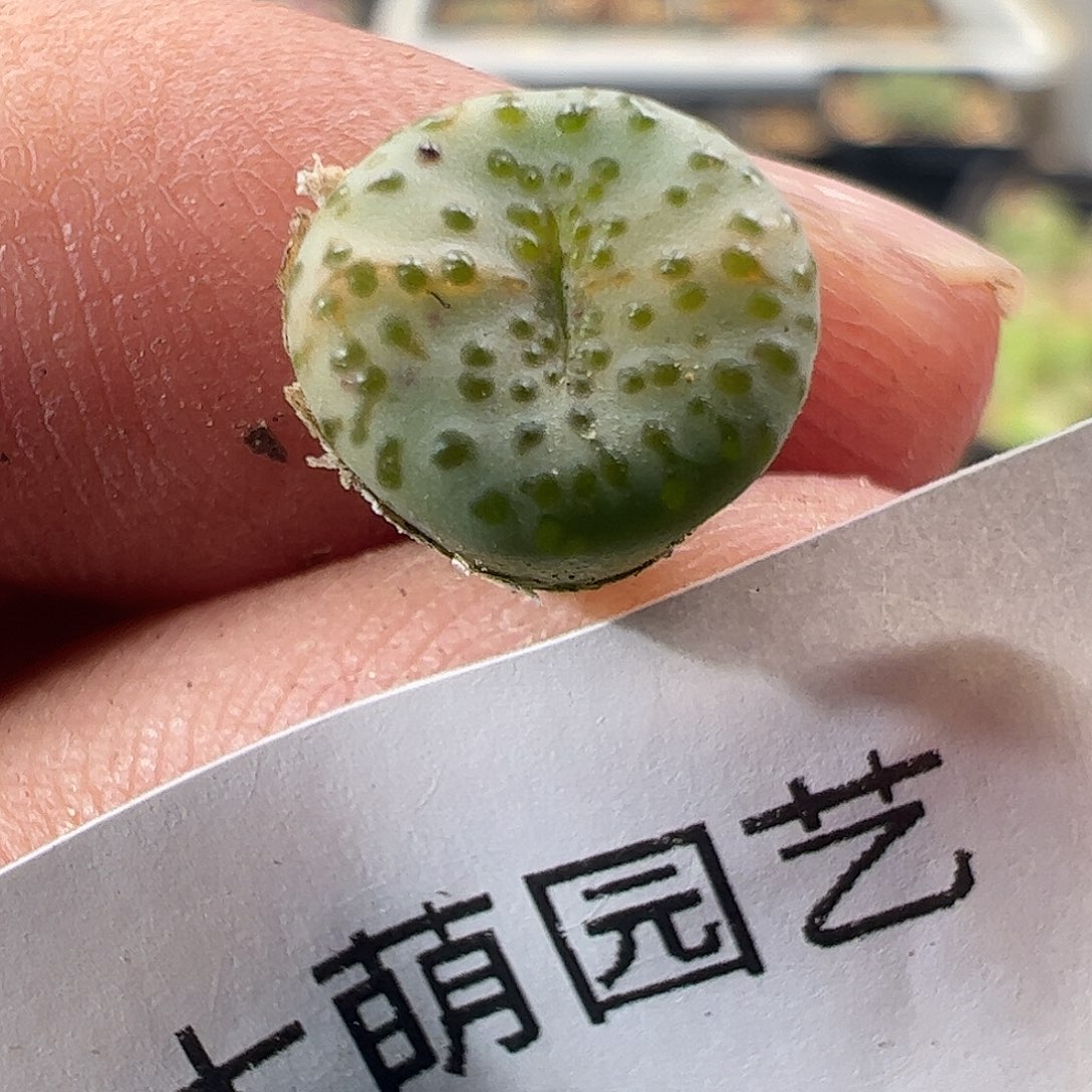 一物一拍匈牙利种源1452.64火龙果安贞16