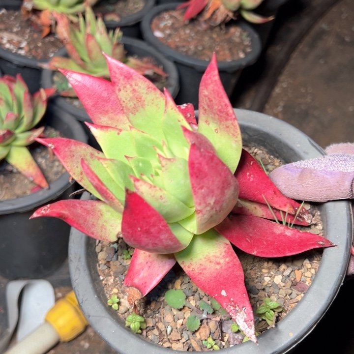 1446坎代哈哈哈哈哈哈哈