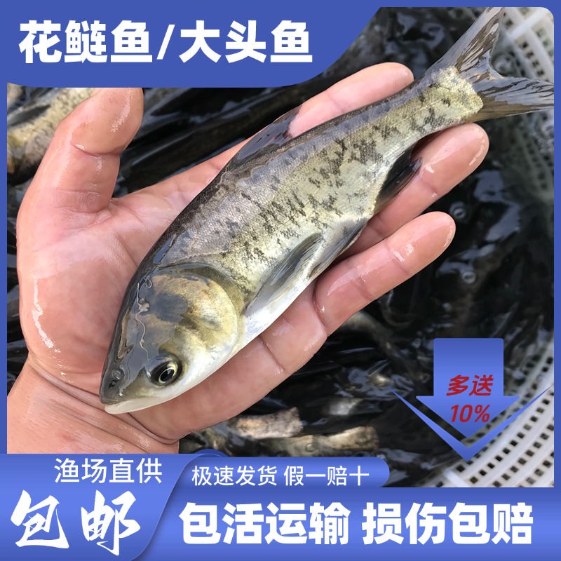 花鲢鱼  芝麻花鲢 胖头鱼 大头鱼观赏鱼宠物活体大尺寸 易活